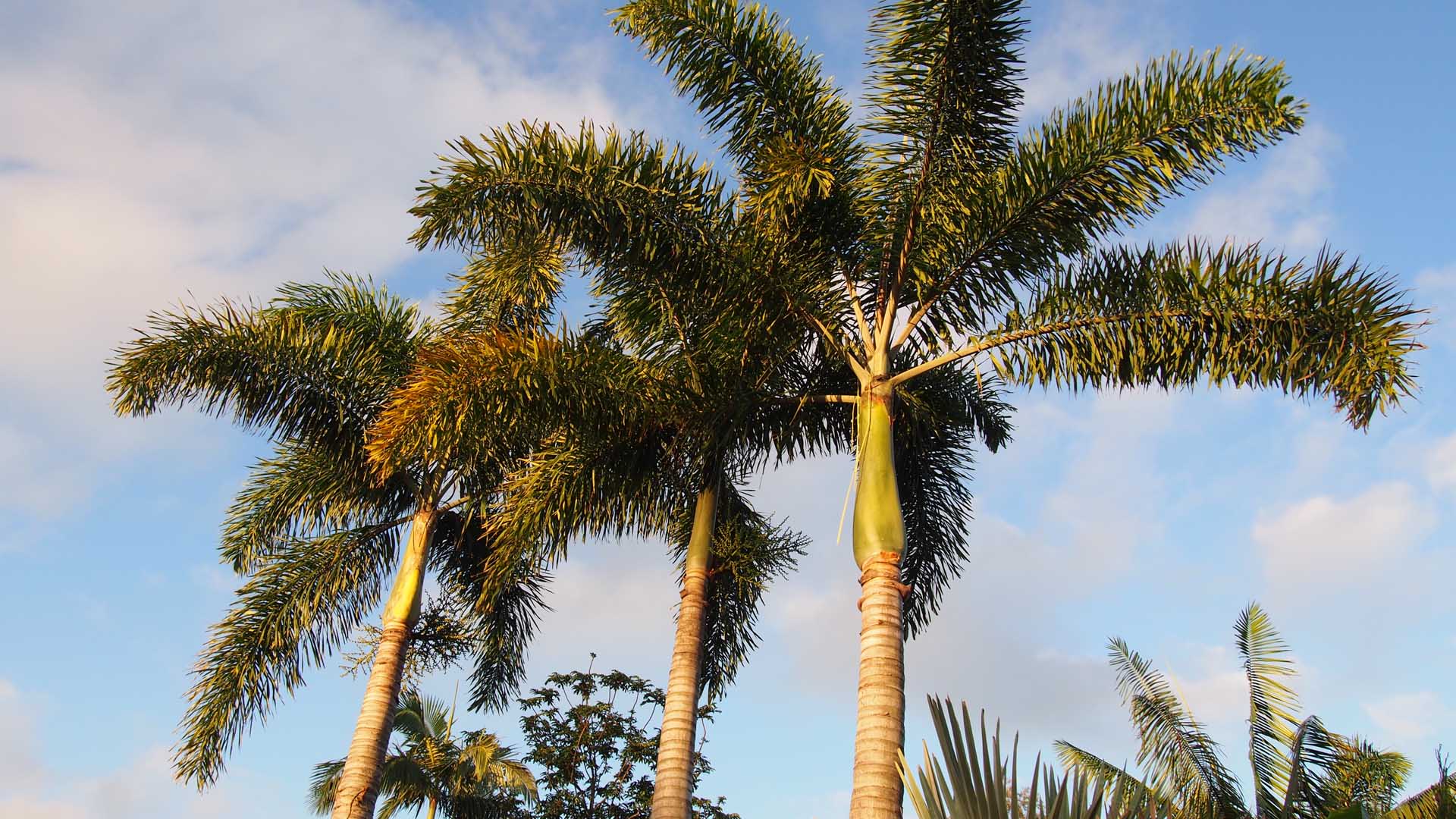 Foxtail Palm Wodyetia Bifurcata Oxley Nursery