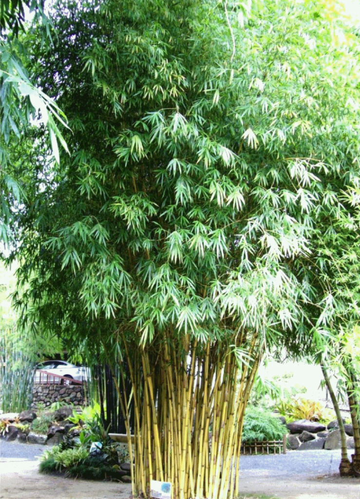 Malay Dwarf Bamboo - Oxley Nursery