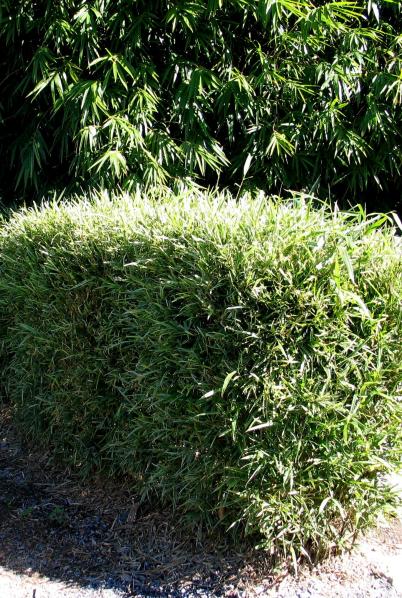 Malay Dwarf Bamboo Oxley Nursery