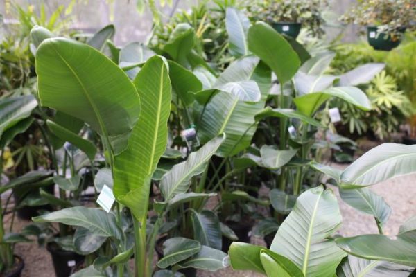 Giant Bird of Paradise - Plant Profile - Oxley Nursery, Brisbane