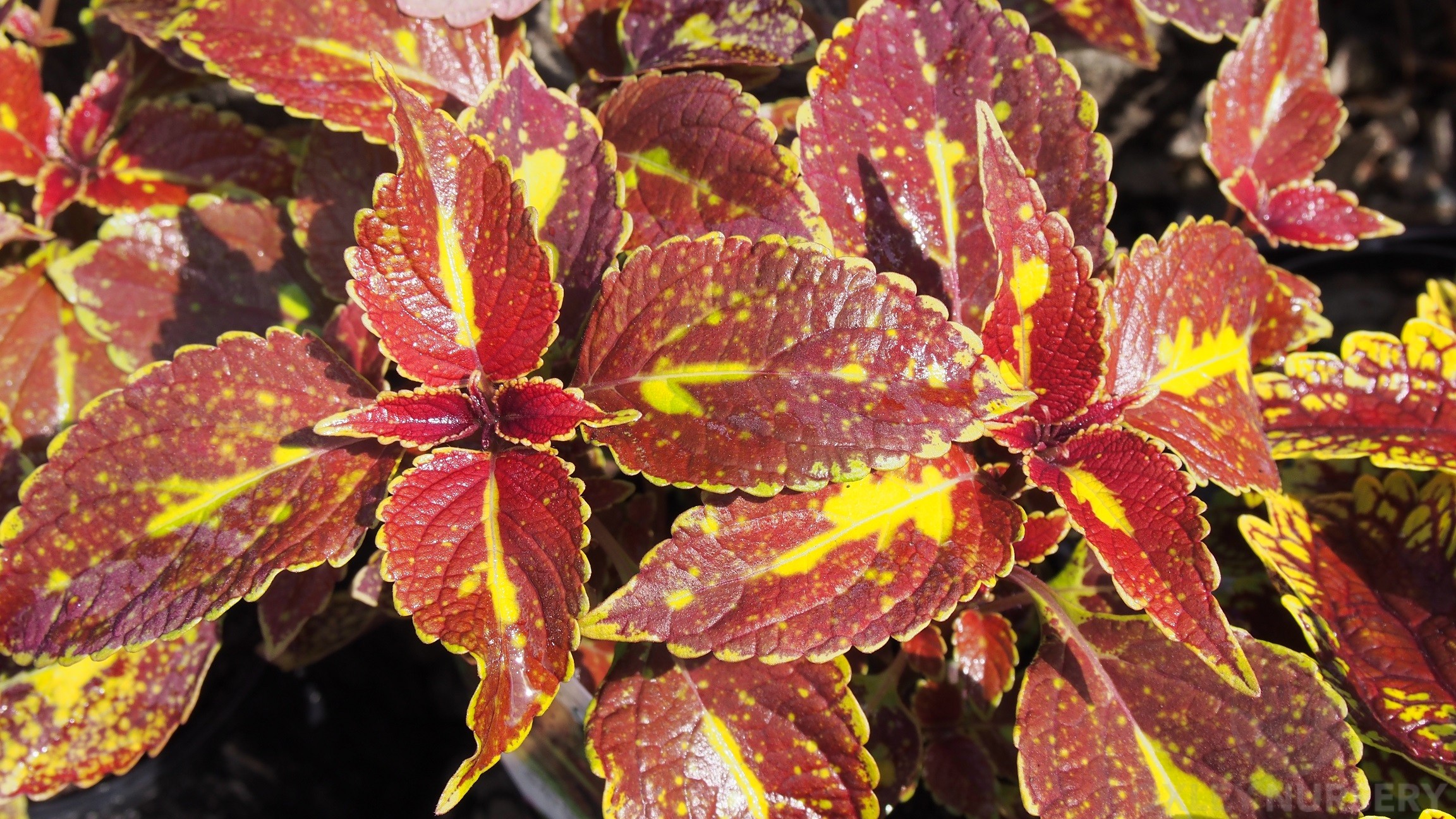 coleus-flame-nettle-solenostemon-scutellarioides-oxley-nursery