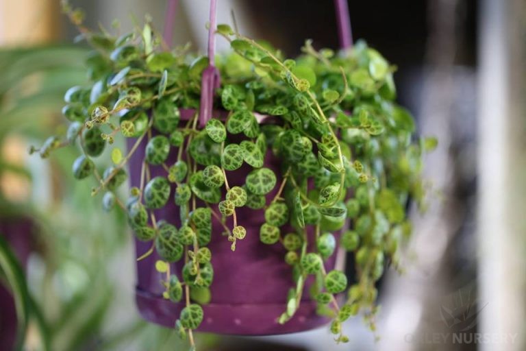 String of Turtles (Peperomia prostrata) - Oxley Nursery Brisbane